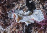 Candy-striped flatworm