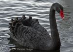 Black Swan