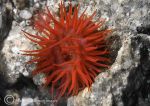 beadlet anemone