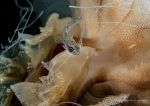 Fish & Compass jellyfish