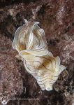 Candy-striped flatworm