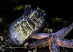 Corella parallelogramma squirt & starfish