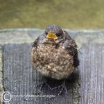 Blackbird fledgling 2