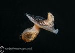 Akera bullata, a bubble-shell seaslug