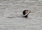 Cormorant & Eel