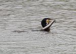 Cormorant & Eel