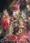 Sponge spider crab & serpula worms