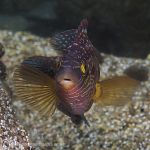 Corkwing Wrasse