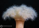 Plumose anemone