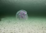 Moon jelly