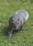 Grey squirrel