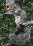 Grey squirrel