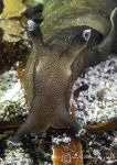 Sea hare