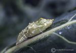 Chrysalis - large cabbage white butterfly