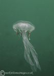 Juvenile Compass Jellyfish