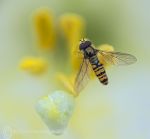 Hoverfly & Lily