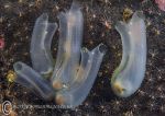 Yellow-ringed sea squirts