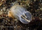 Light Bulb Sea Squirt