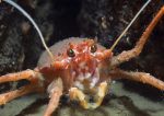squat lobster close-up