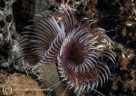 Double spiral worm