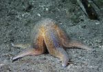 Common starfish