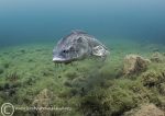 Sturgeon up close