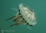 Compass jellyfish