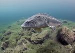 Sturgeon encounter