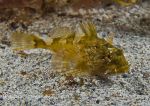 Scorpionfish - yellow