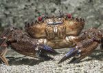 Velvet swimming crab