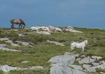 Connemara ponies