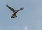 Kestrel Hunting 1