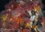 Organ pipe fanworm