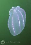 Comb jelly