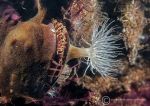 Sea loch anemone & mussel