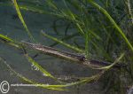 pipefish & sea grass