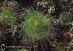 Jewel anemone - green