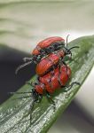 Lily beetles