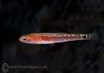 Two-spot Goby