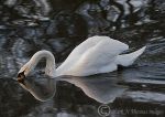 Mute swan