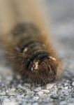 Oak Eggar Moth - caterpillar