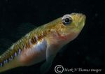 Two-spot Goby