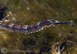 greater pipefish