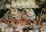 Goby Pair