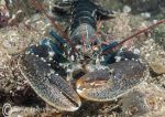 Lobster - Norfolk