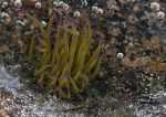 Snakelocks anemone