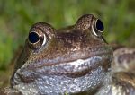 common frog