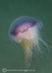 Blue jellyfish - Cyanea lamarckii 2