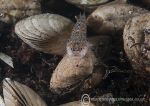 Goby amongst Shells