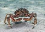 Spiny spider crab